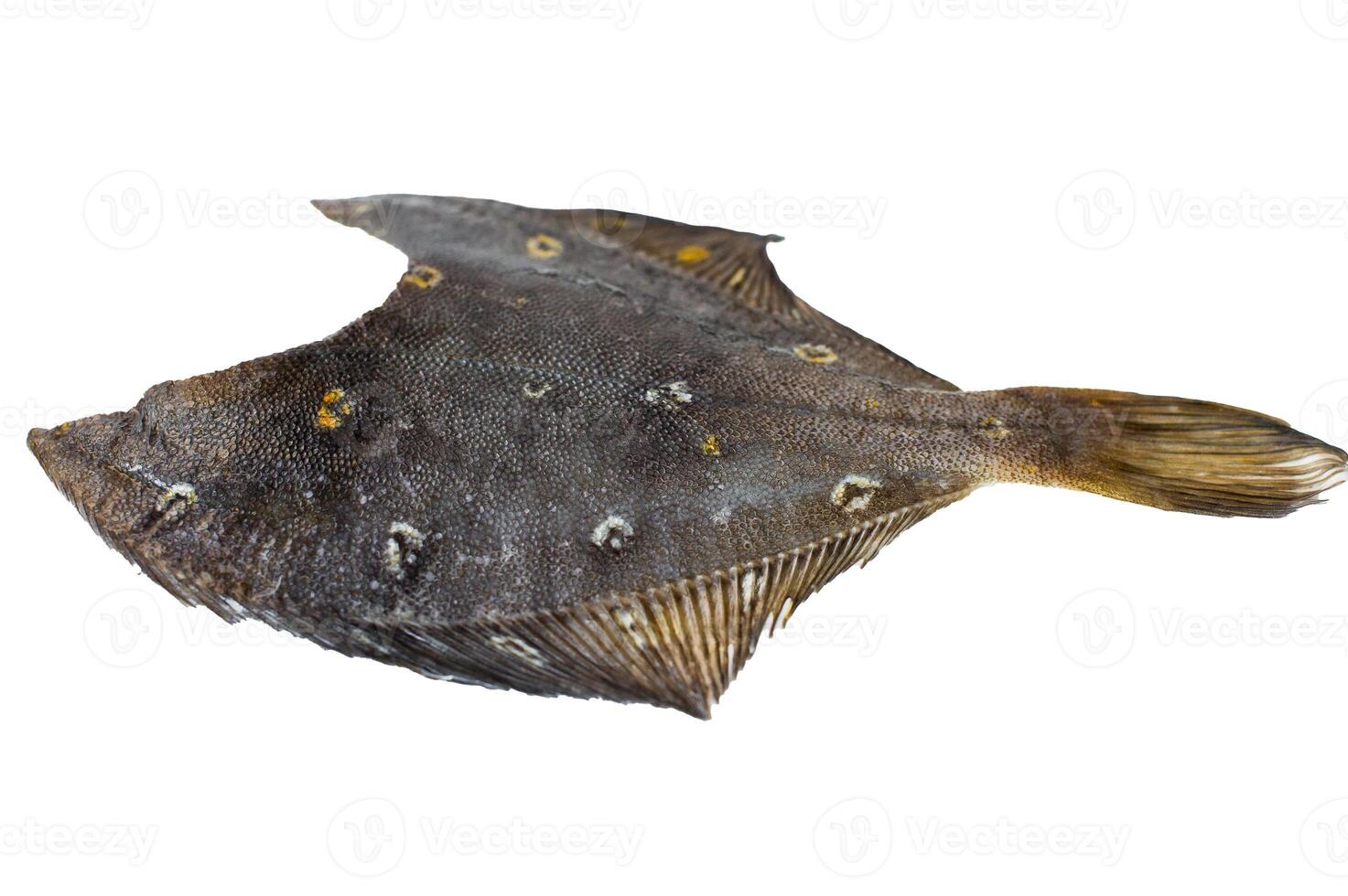 Raw flounder. Isolated on white background. photo