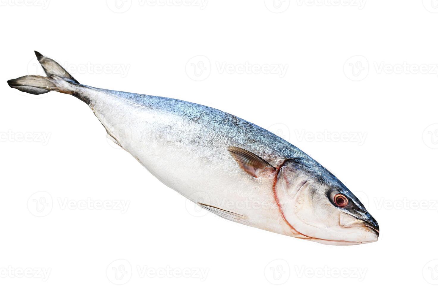 Raw Japanese yellowtail. Fresh Fish Amberjack. Isolated on white background. Top view. photo