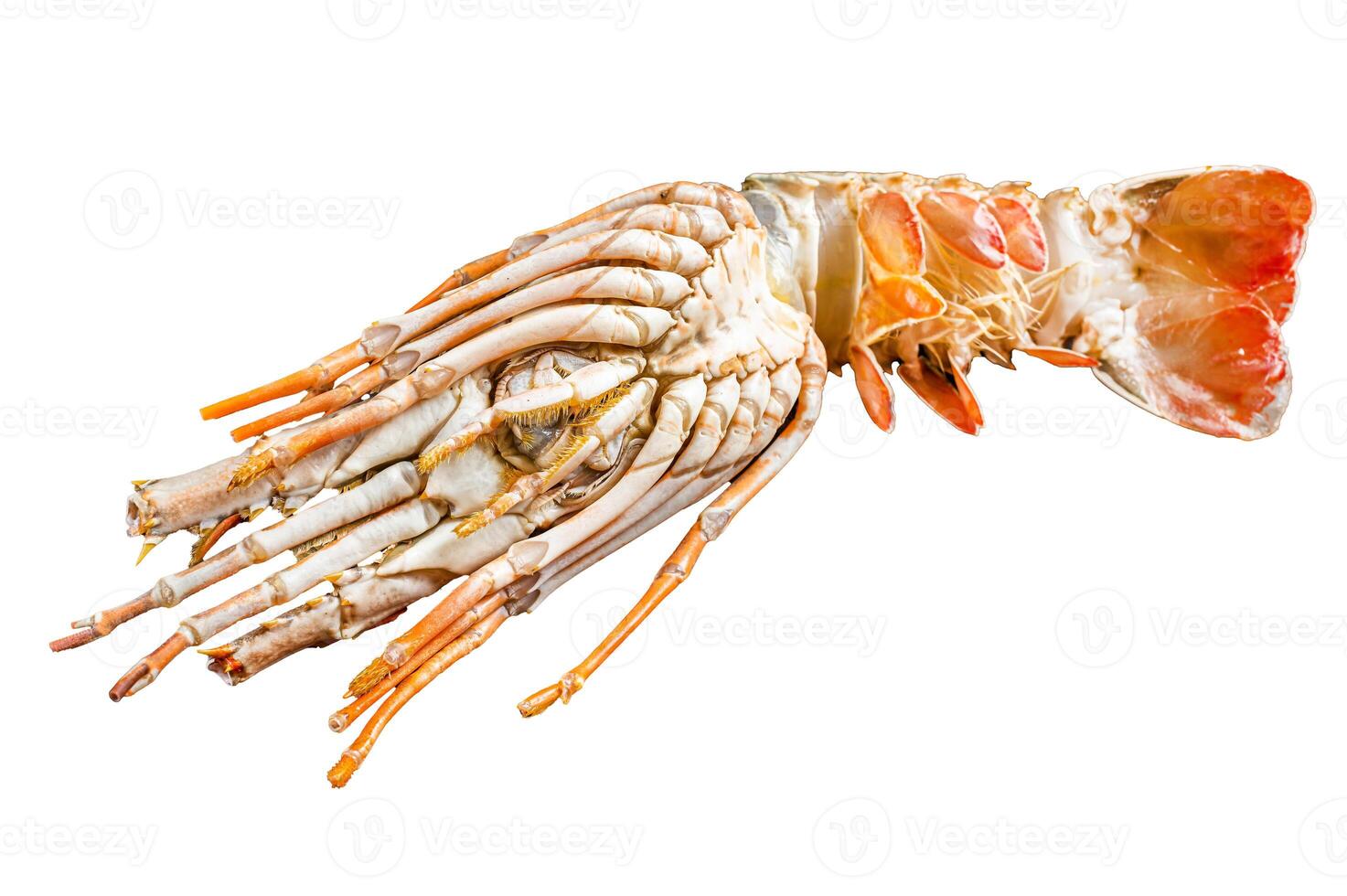 Fresh Spiny lobster on a wooden table, raw seafood. Isolated, white background. photo