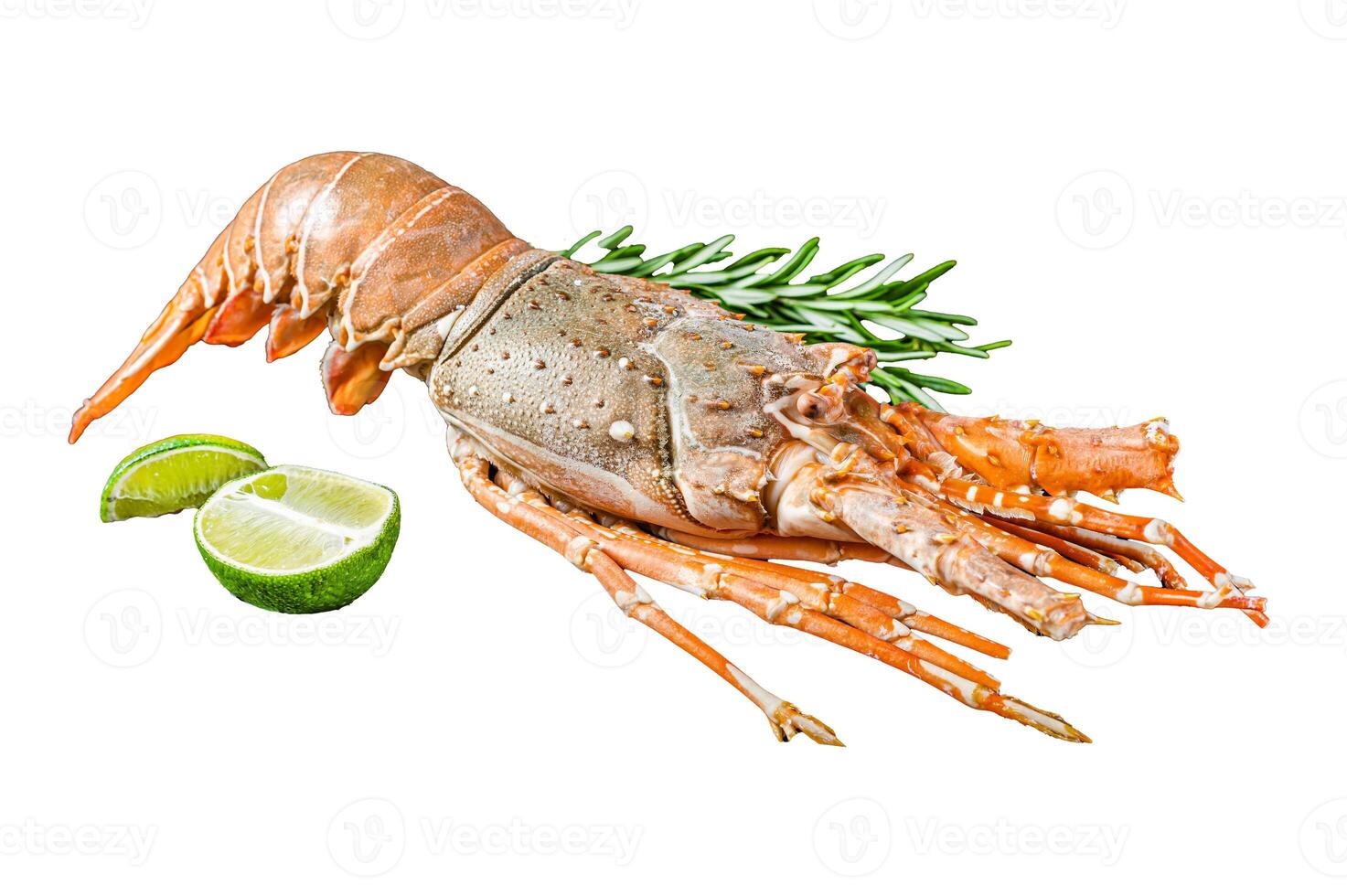 Boiled Spiny lobster or sea crayfish ready for eat. Isolated, white background. photo