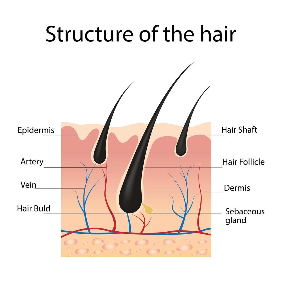 Anatomical structure of hair, a set of text captions vector