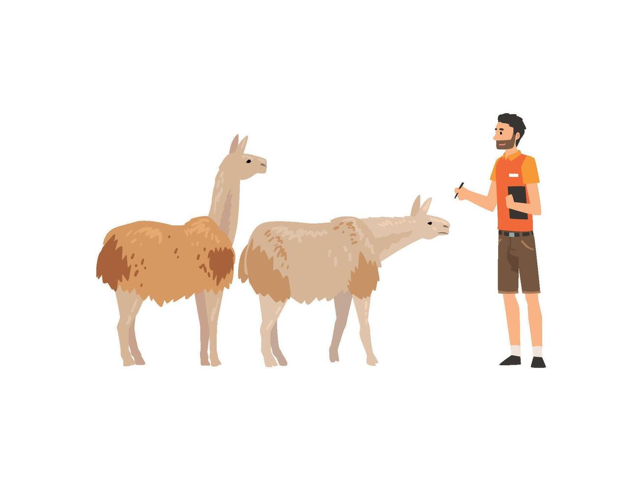 Zoo Worker or Veterinarian Examining Alpacas, Professional Zookeeper Character Caring of Animals Illustration vector