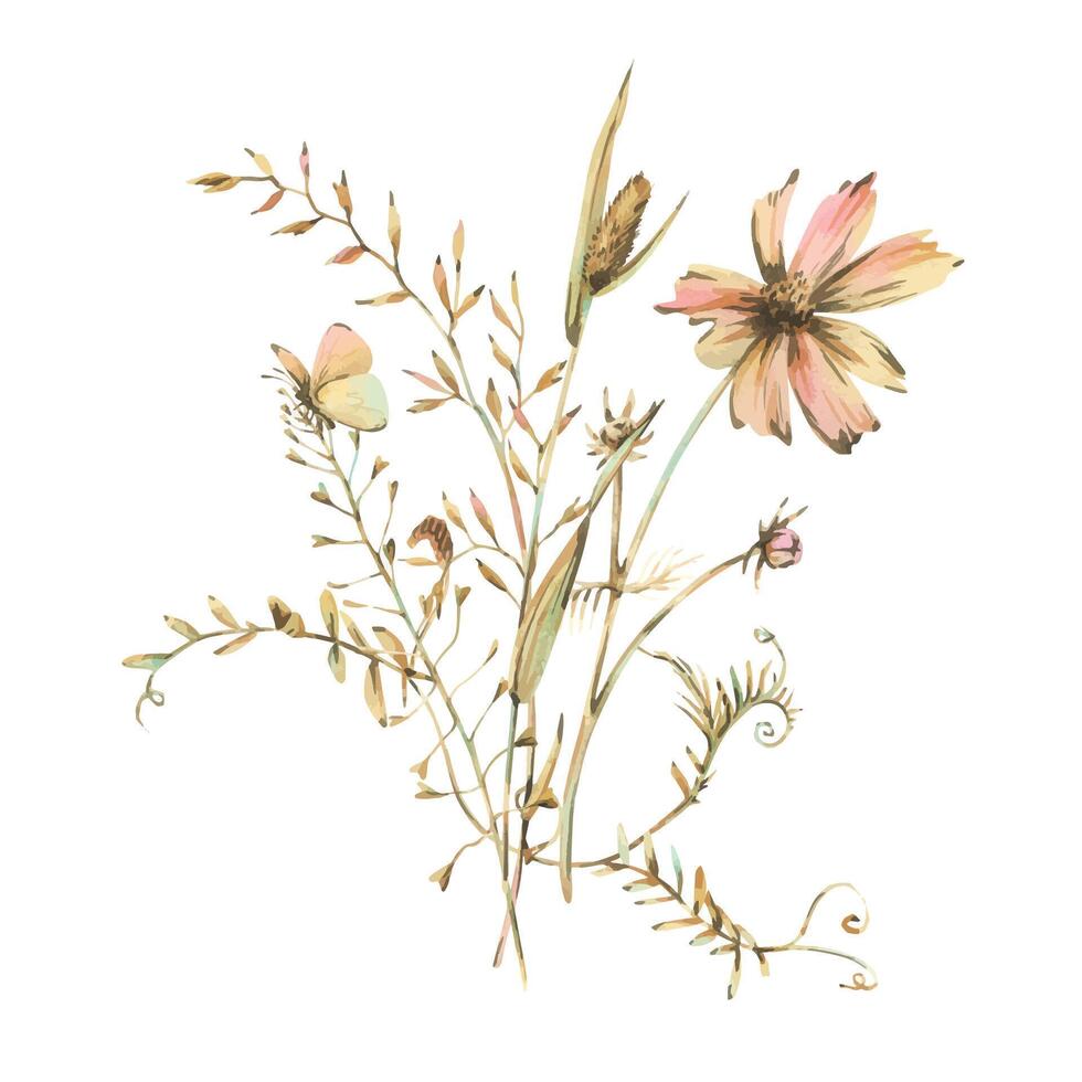 Field, meadow, wild flowers and herbs cosmos, bluegrass, mouse pea with a butterfly. Watercolor illustration hand-drawn in beige, brown and ocher colors. Bouquet isolated from the background. vector