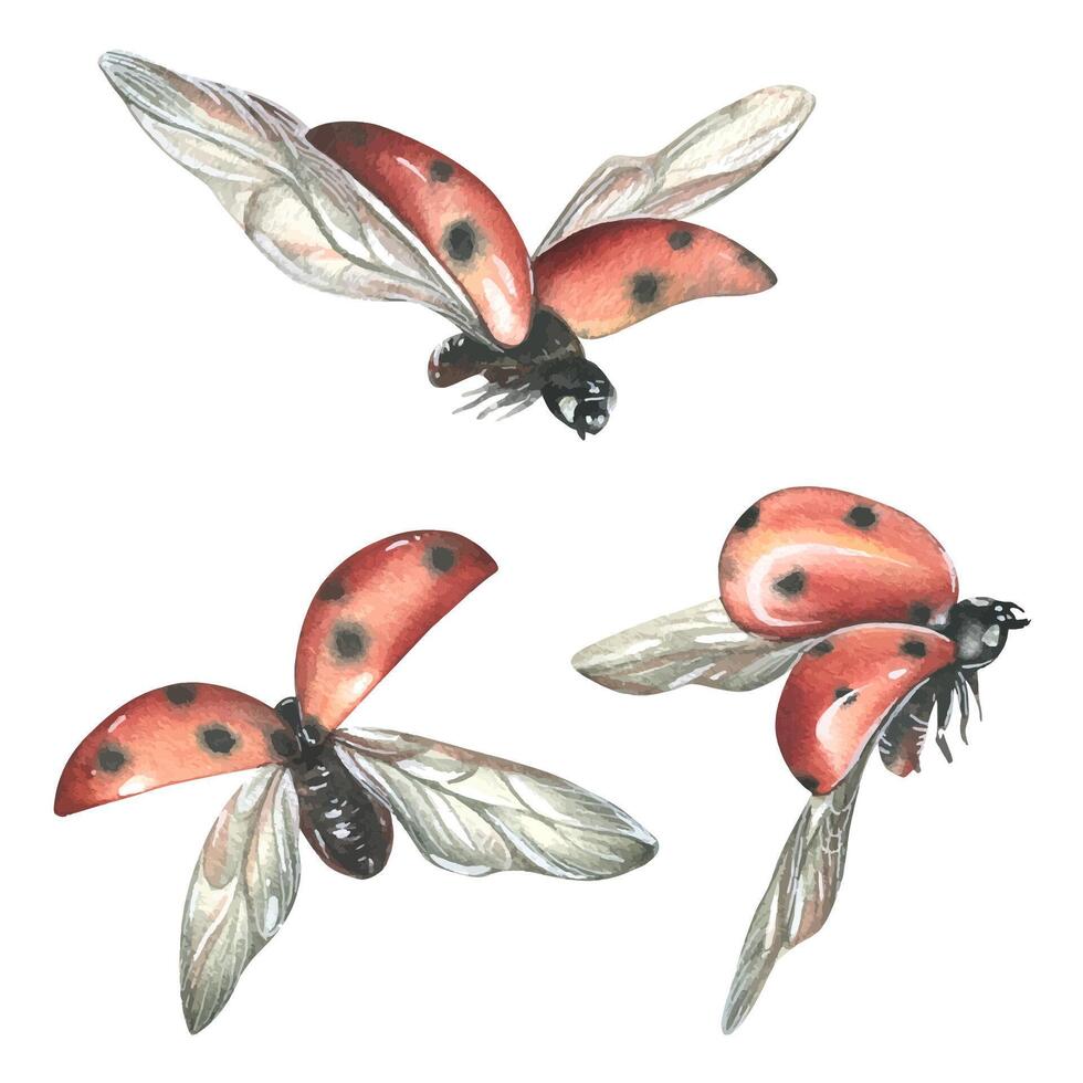 Tres mariquitas en vuelo desde diferente anglos. acuarela ilustración. aislado objetos. conjunto en un blanco antecedentes. para decoración y diseño, composiciones de tarjetas, carteles, pegatinas, flor vector