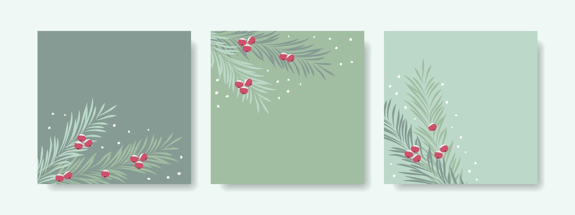 Set of winter Christmas backgrounds with fir branches and berries. vector