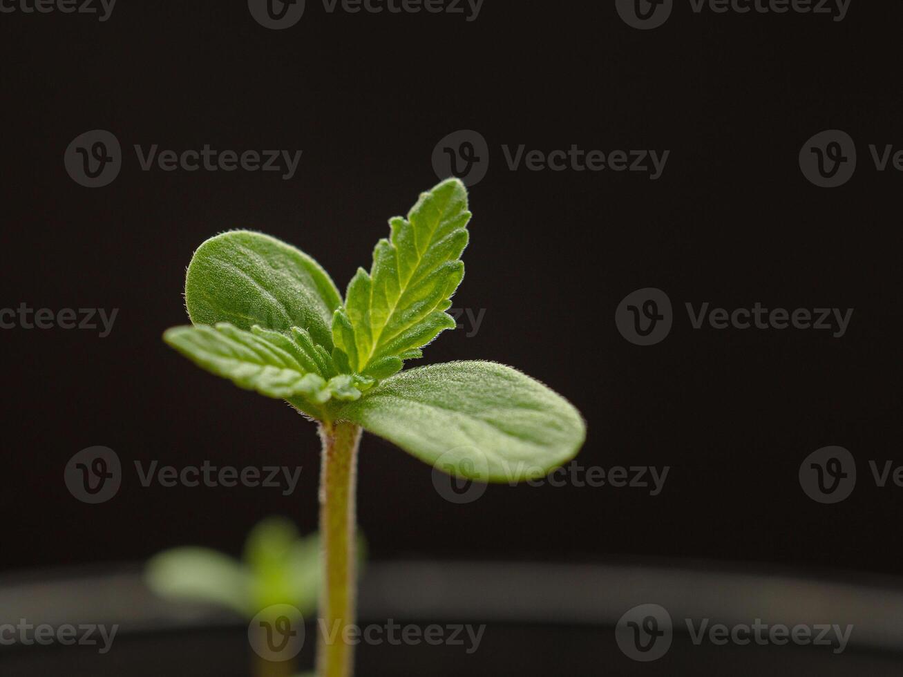 Close-up of cannabis sapling plant against a black background photo