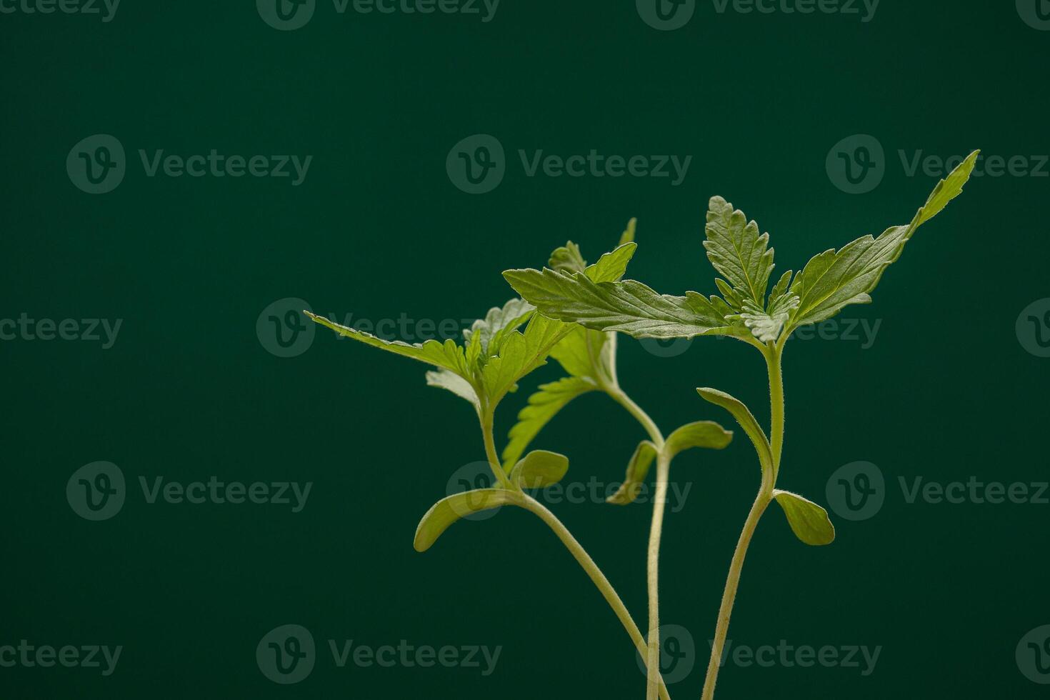 Cannabis seedling in a potted against a green background photo
