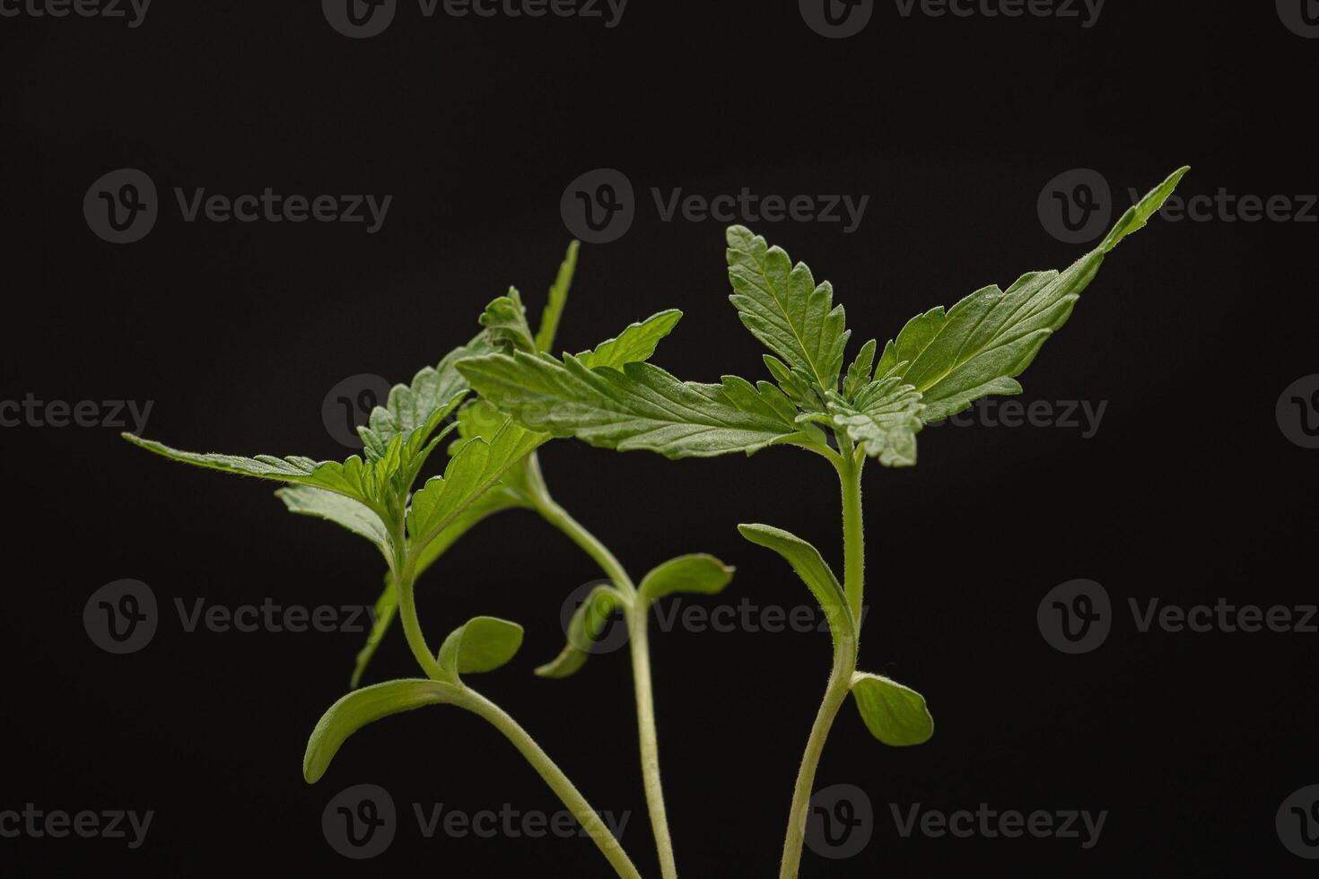 Cannabis seedling in a potted against a black background photo