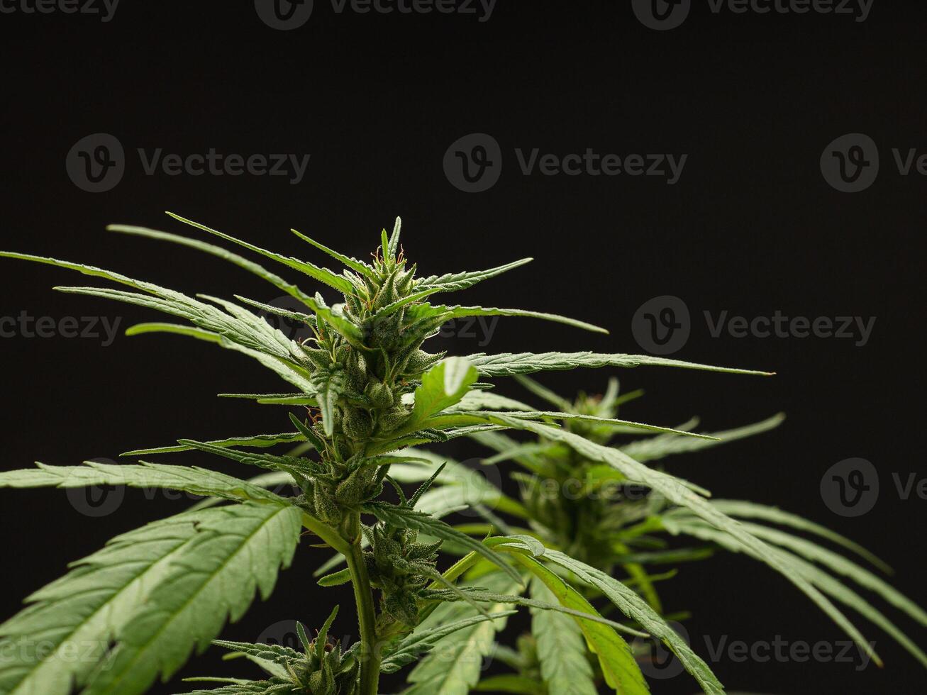 Cannabis plant against a black background. Texture marijuana leaves photo