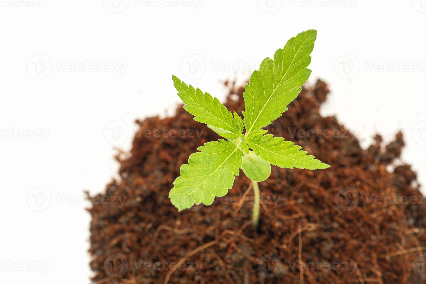 A pile of soil with cannabis seedling growth over on a white background photo