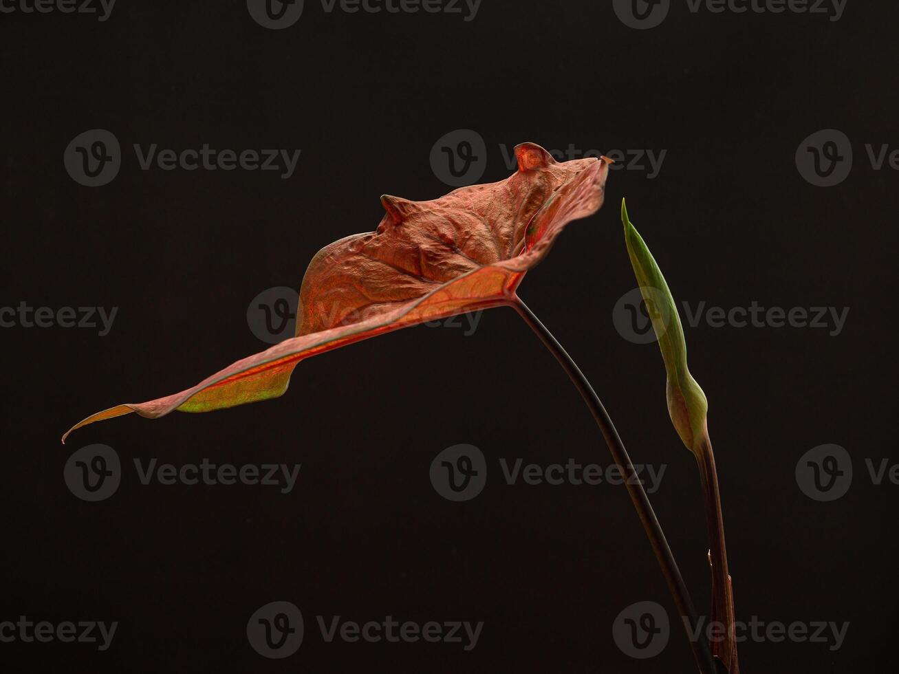 Close-up of red caladium leaf and bud flower on a black background photo