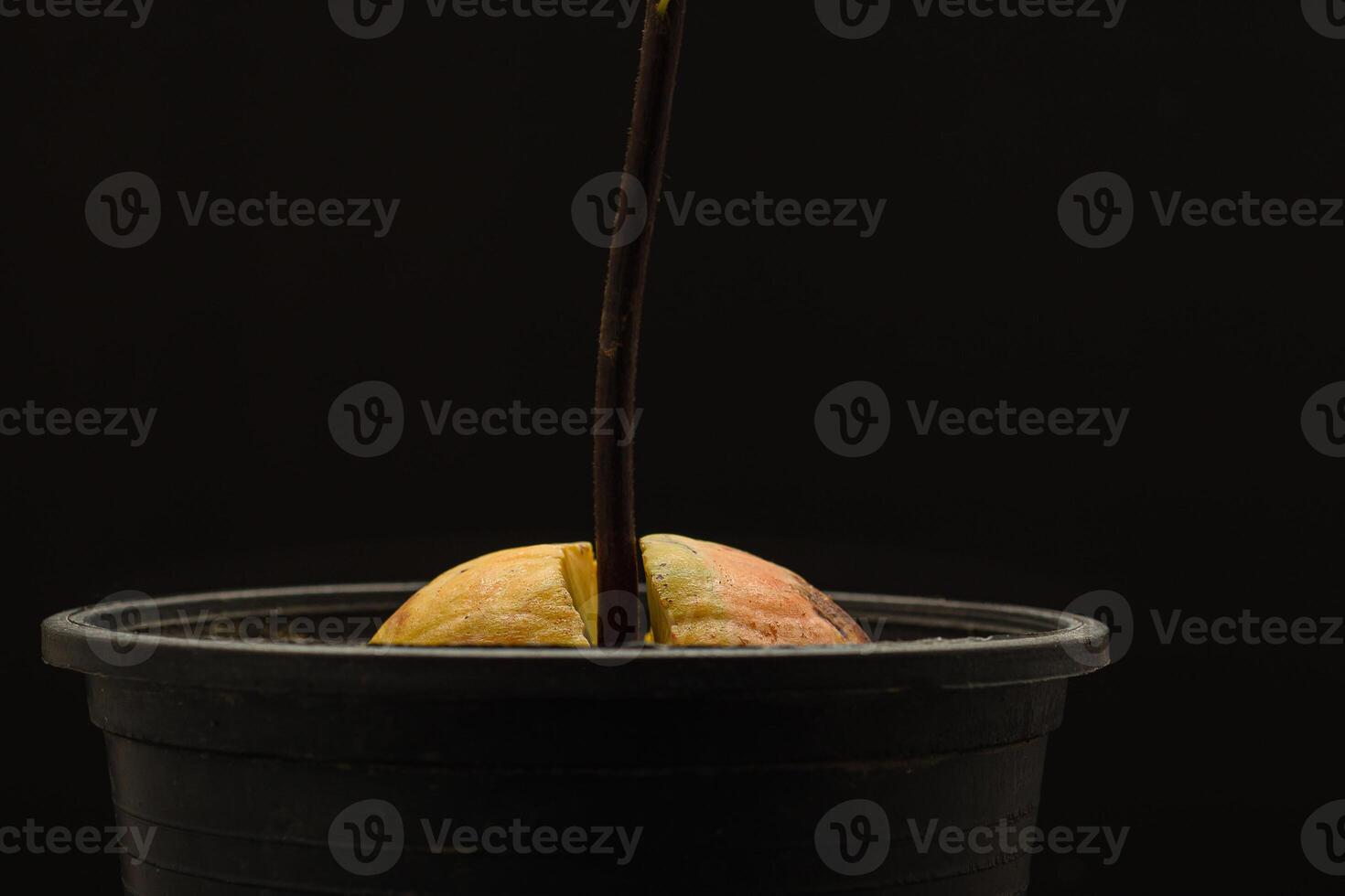 Macro shot of sprouted avocado seed planted in a pot on a black background photo