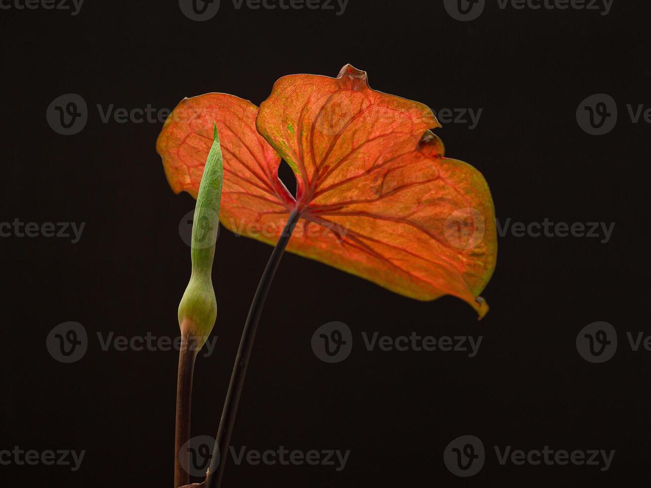 Close-up of red caladium leaf and bud flower on a black background photo