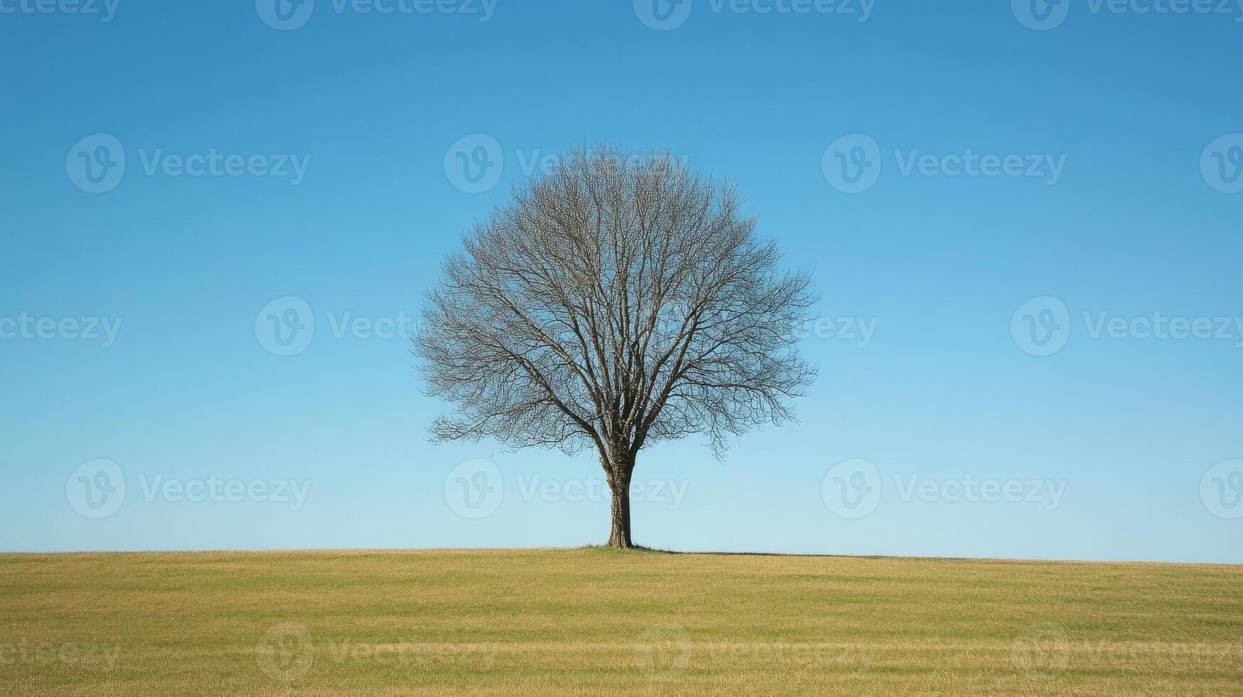 A lone tree stands in a field of grass photo