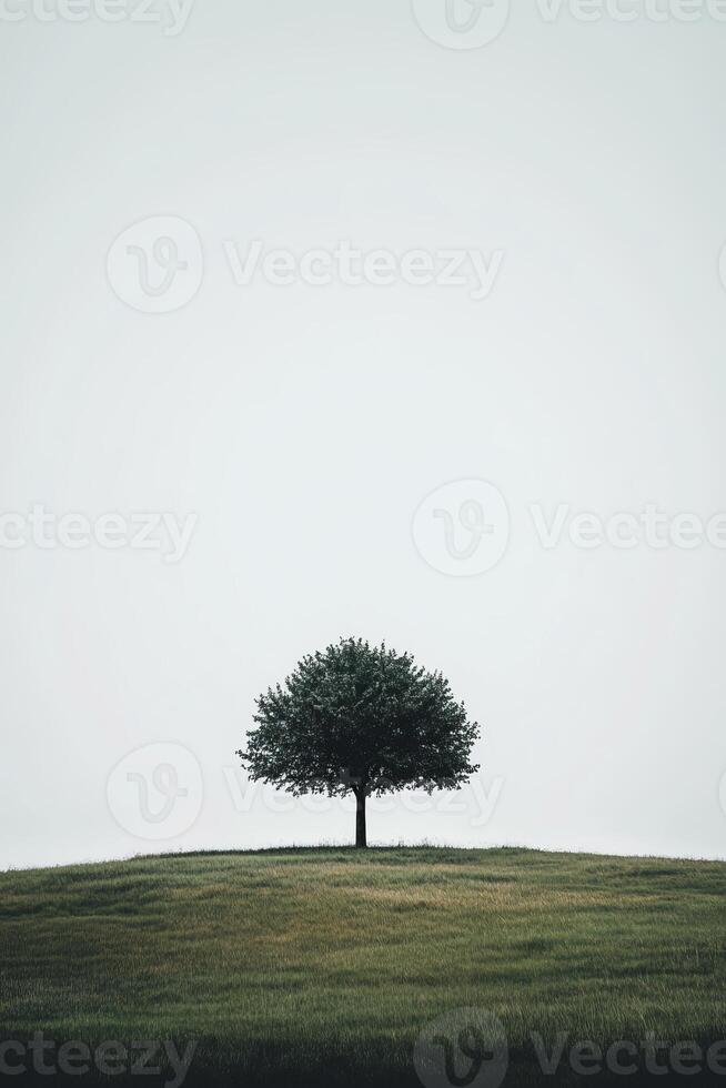 Solitary Tree on a Rolling Hill Under a Vast Sky photo