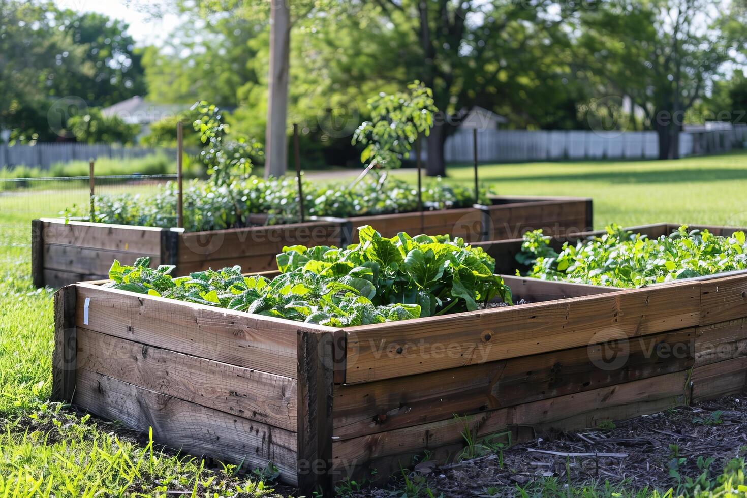 Raised Wooden Garden Beds with Fresh Green Vegetables photo