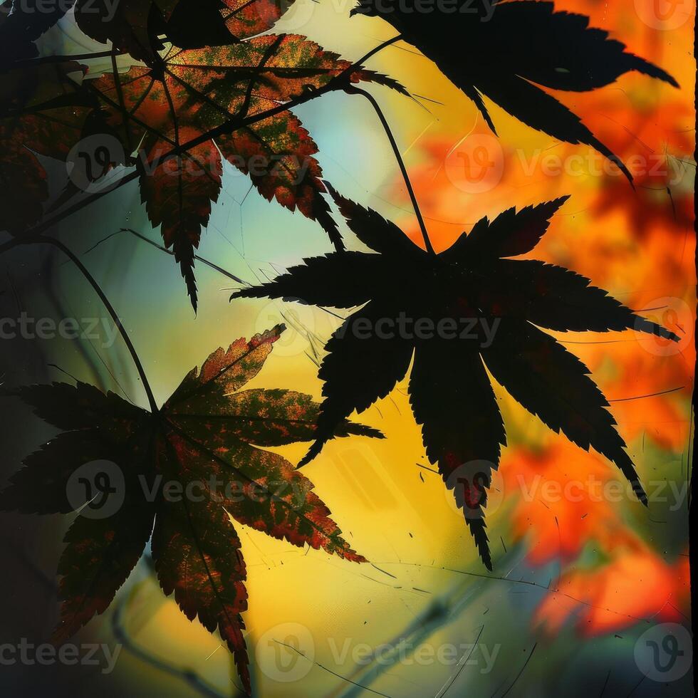 A leafy tree with a few leaves on it photo