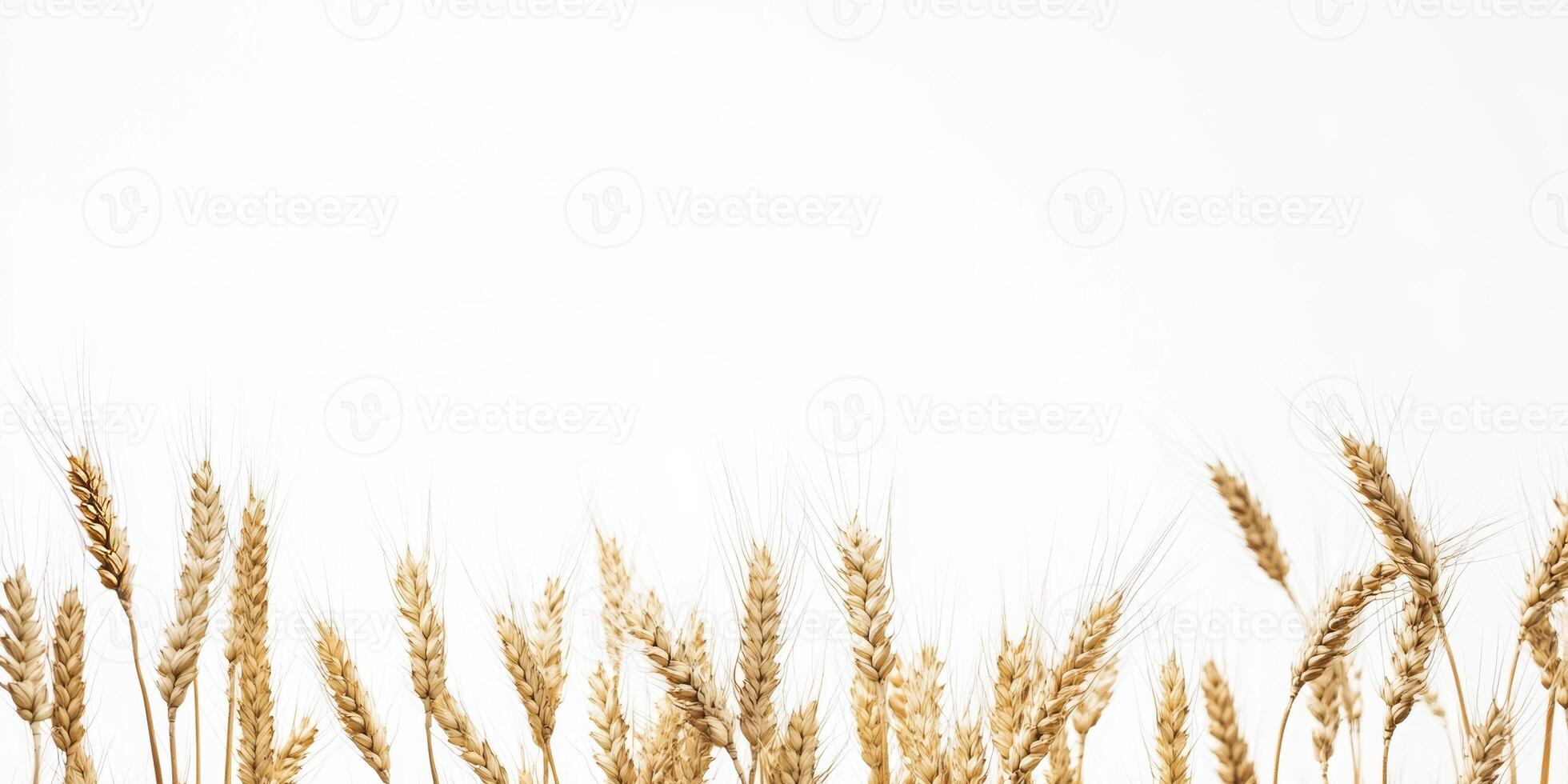 Golden Wheat Ears Against a Clear Sky Capturing the Essence of Agriculture photo