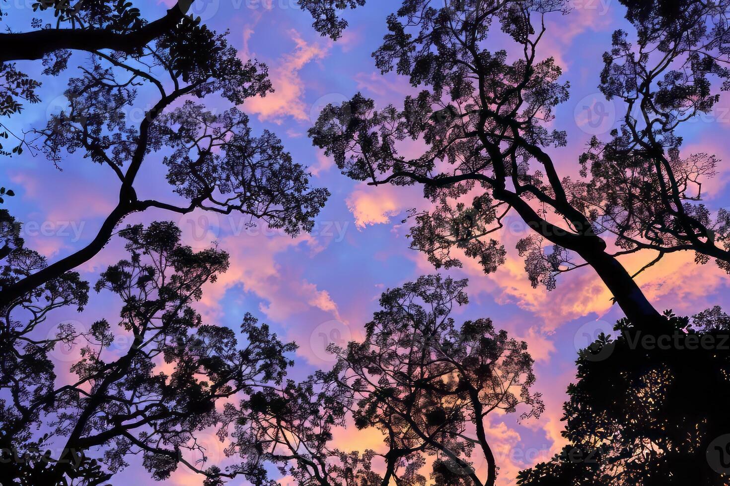Rainforest canopy casting striking silhouettes against the evening sky. photo