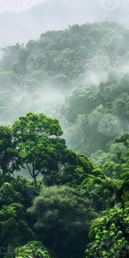 Rainforest treetops and room for text. photo