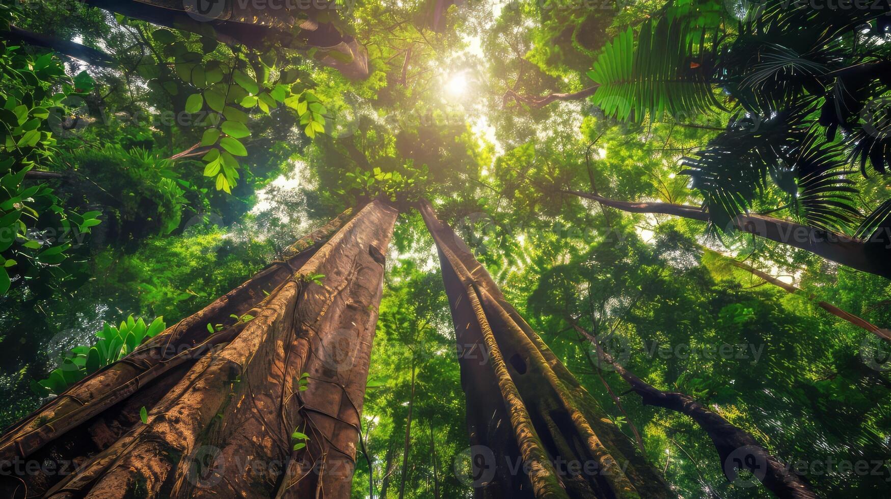 Rainforest with towering trees. photo