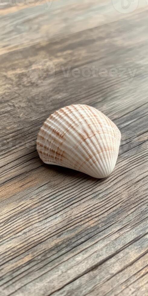 A small shell is on a wooden surface photo