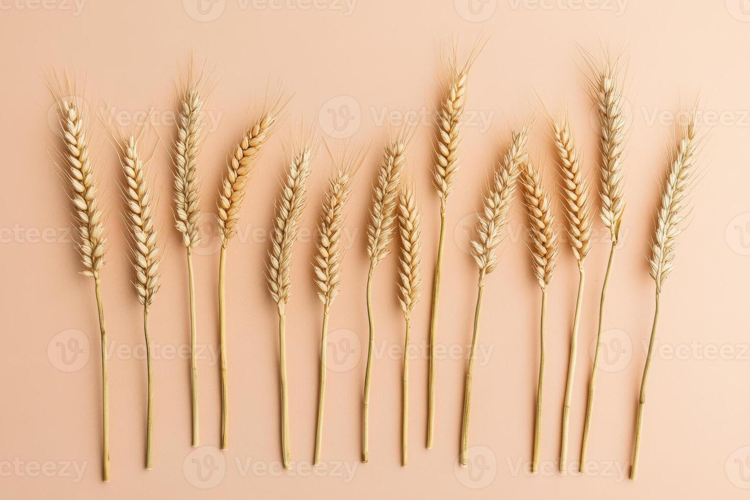 Golden Wheat Ears Arranged in a Row on a Warm Beige Background photo