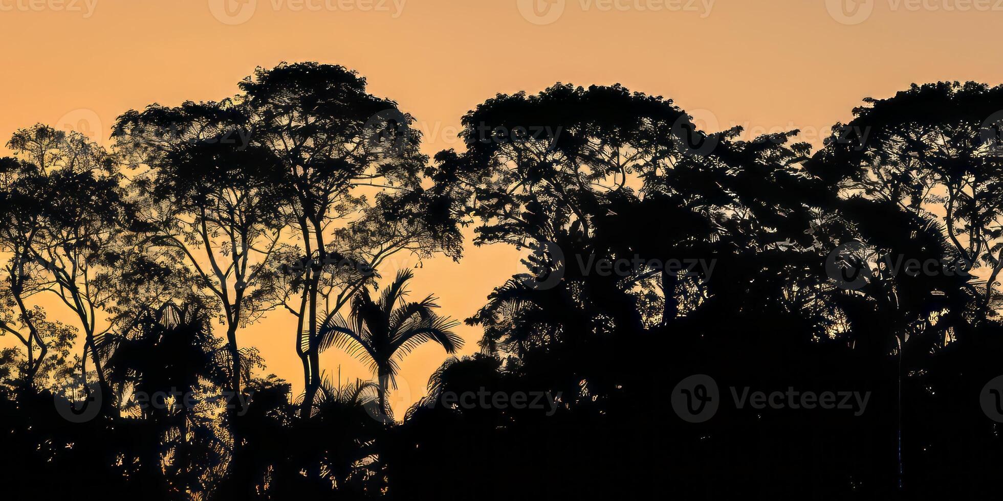 Silhouetted jungle treetops at dusk. photo