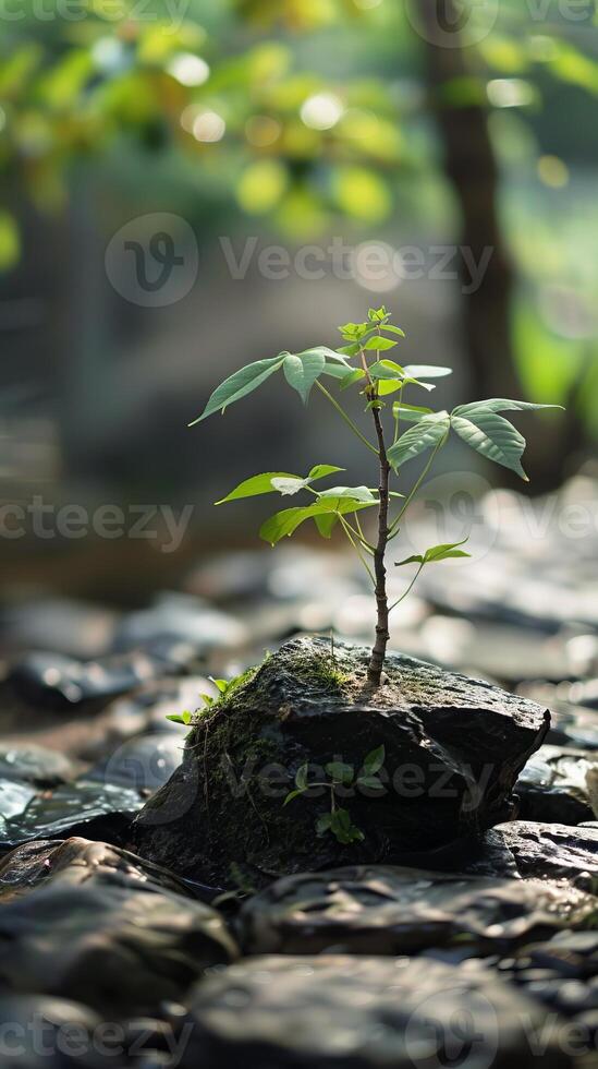 Young Tree Growing on Mossy Rock in Sunlit Forest with Blurred Background photo