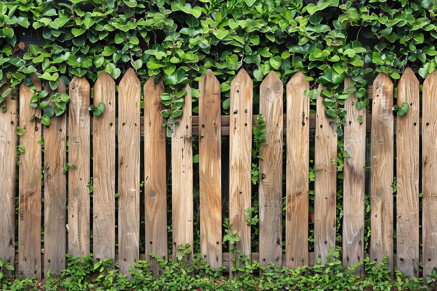 Rustic Wooden Fence with Green Ivy and Foliage in a Lush Garden Setting photo