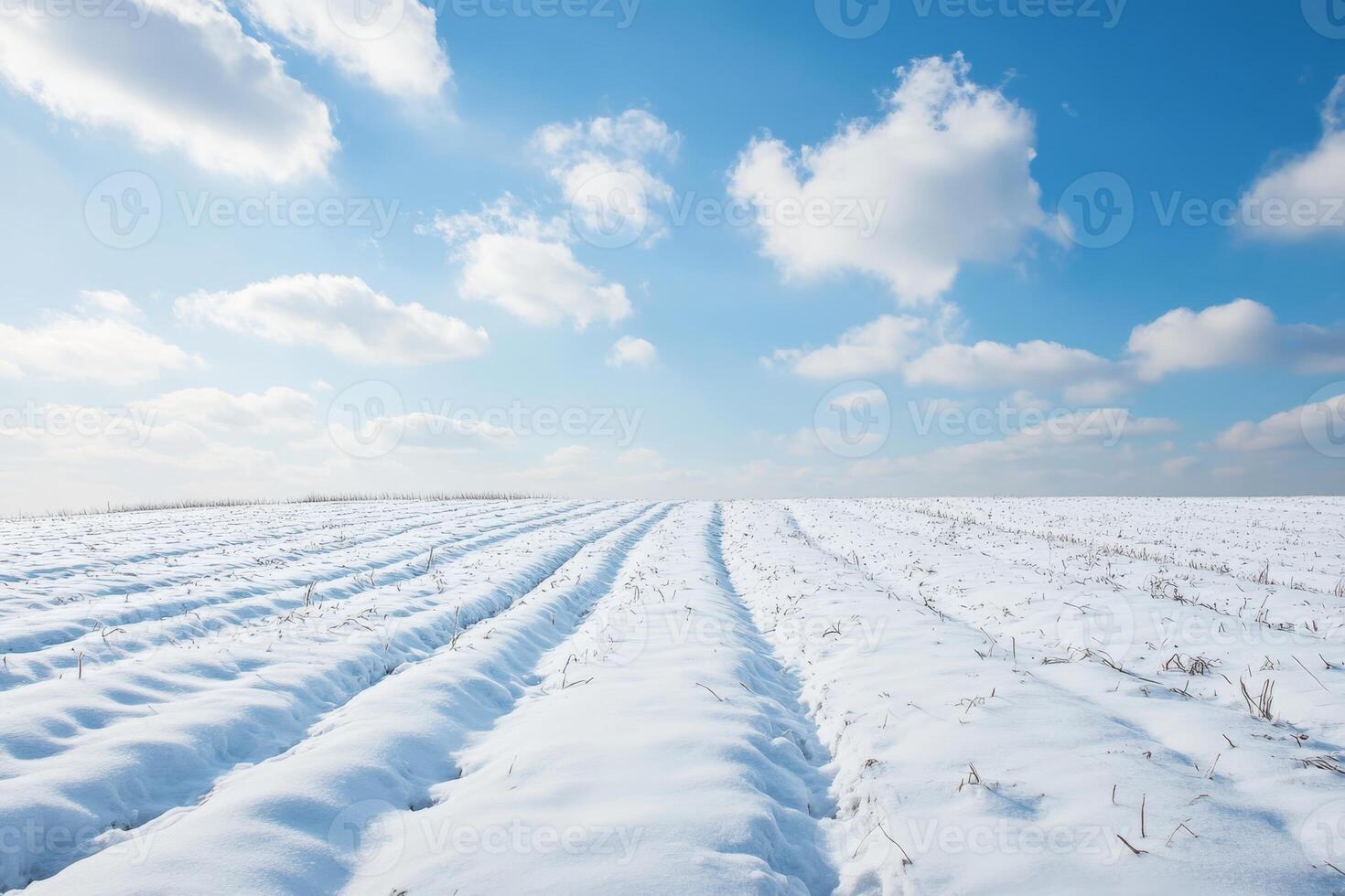Snow-Covered Agricultural Field Under a Clear Blue Sky with Fluffy Clouds on a Bright Winter Day photo