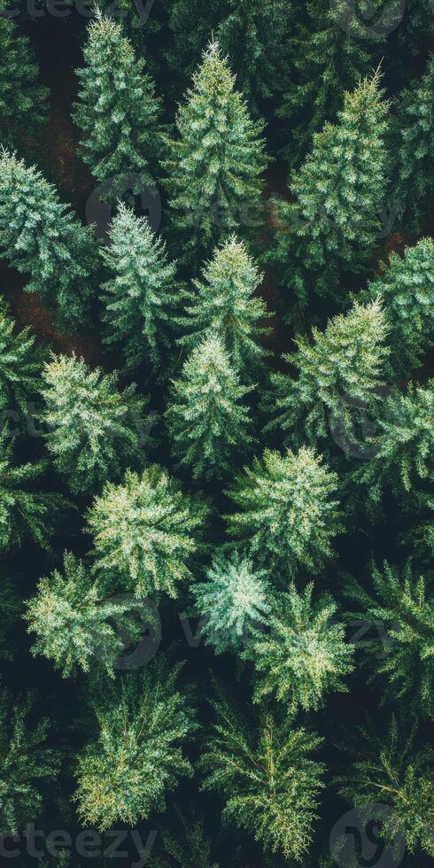 Aerial View of Lush Green Pine Forest with Dense Foliage Captured from Above photo
