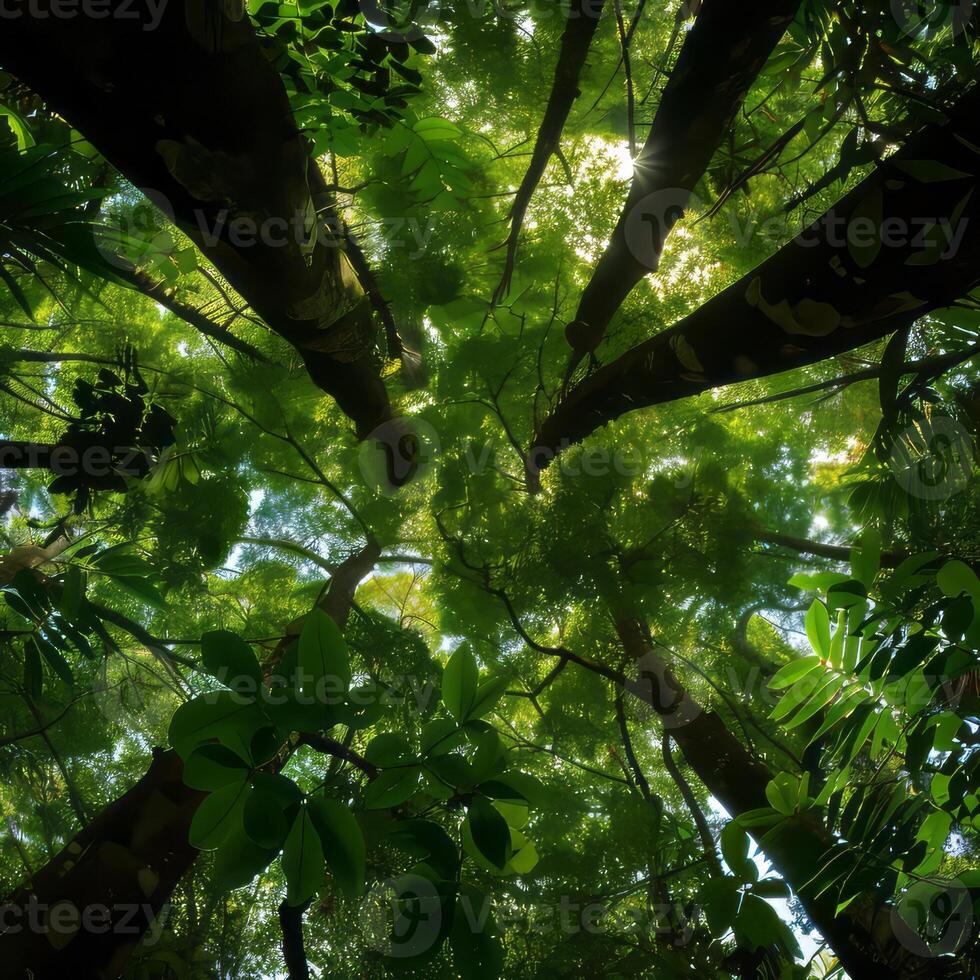 Abstract representation of rainforest canopy. photo