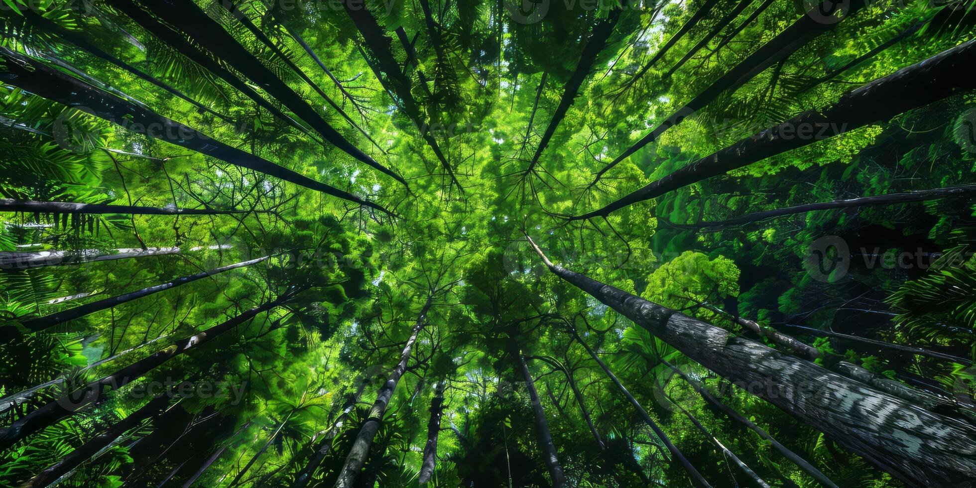 Minimalistic lines of rainforest canopy. photo