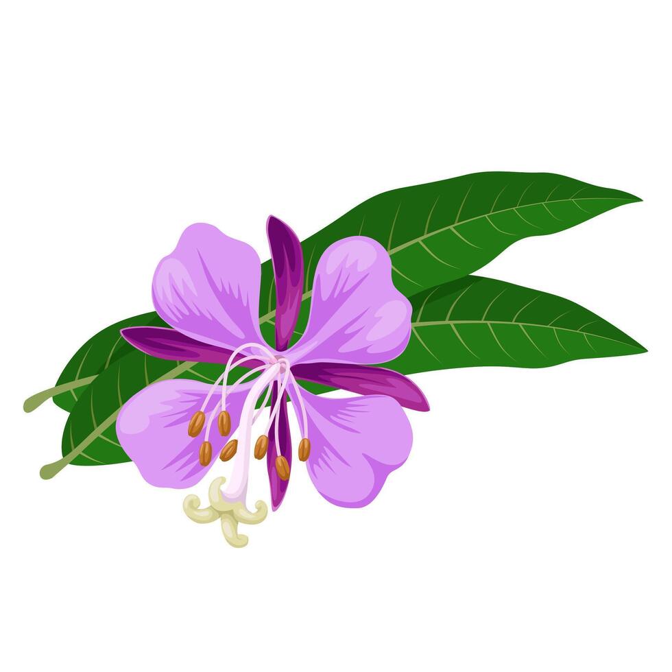 Illustration of fireweed flowers and green leaves, also known as rosebay or willowherb, scientific name Chamaenerion angustifolium, isolated on white background. vector