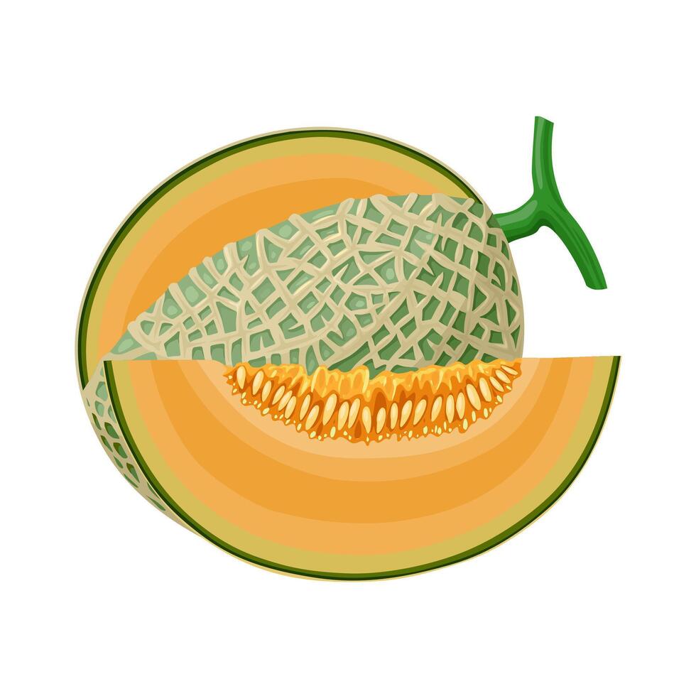 Illustration of cantaloupe, also known as a muskmelon, rockmelon, sweet melon or spanspek, isolated on white background. vector