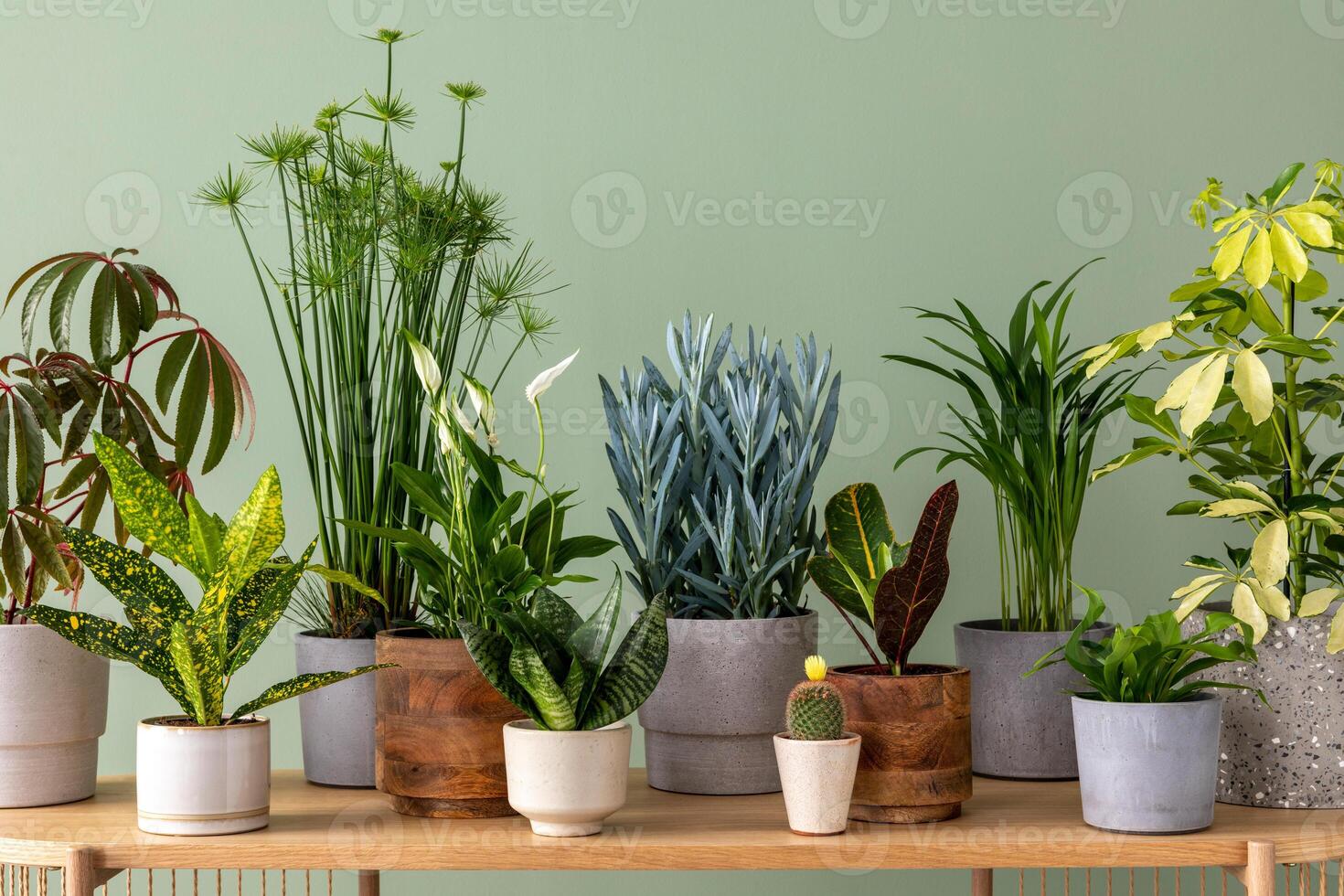 Stylish composition of home garden interior filled a lot of beautiful plants, cacti, succulents, air plant in different design pots. Green wall. Template. Home gardening concept Home jungle photo