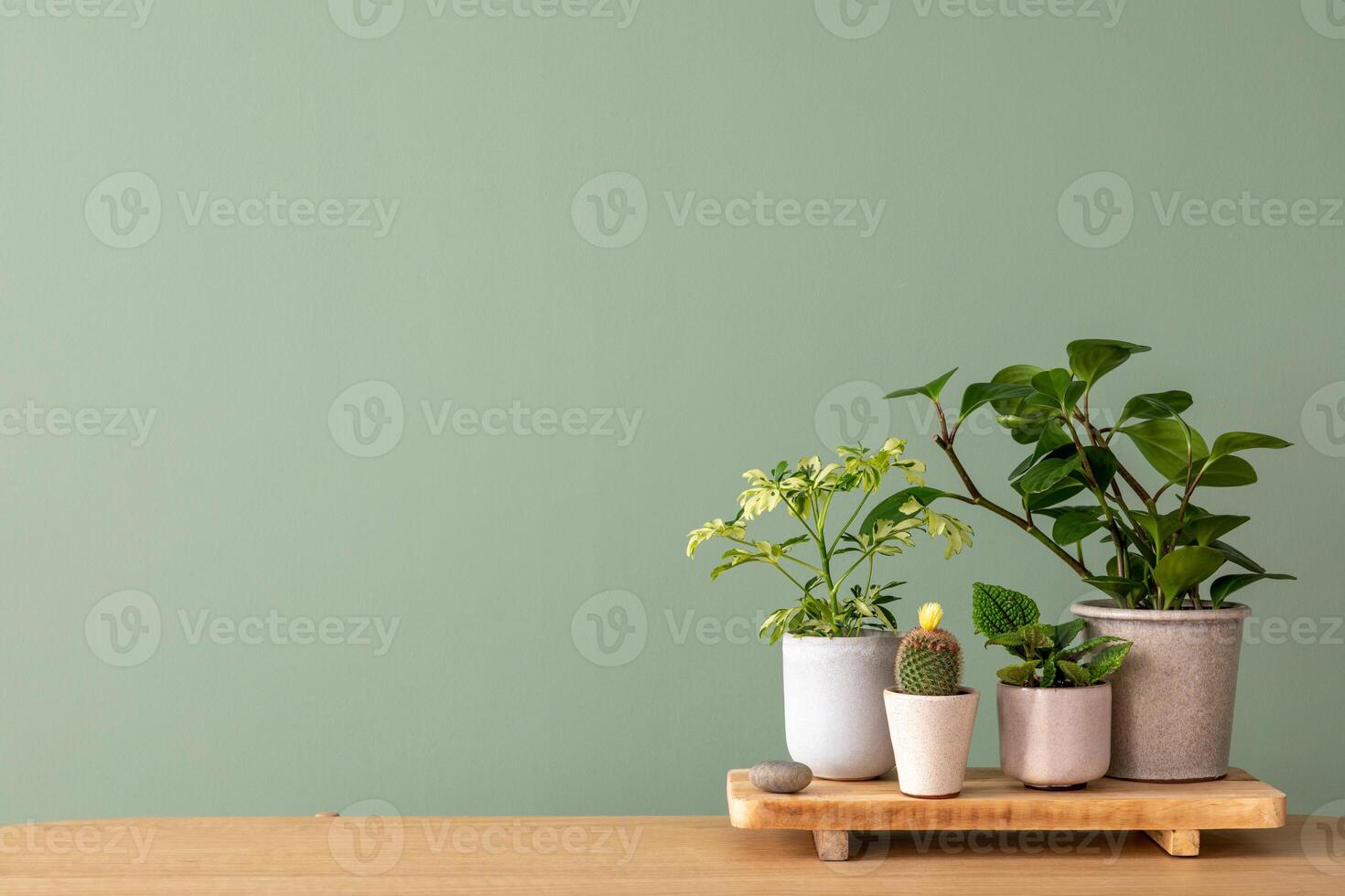 Creative composition of botanic home interior design with lots of plants in classic designed pots and accessories on the wooden chest of drawers. Green wall. copy space. photo