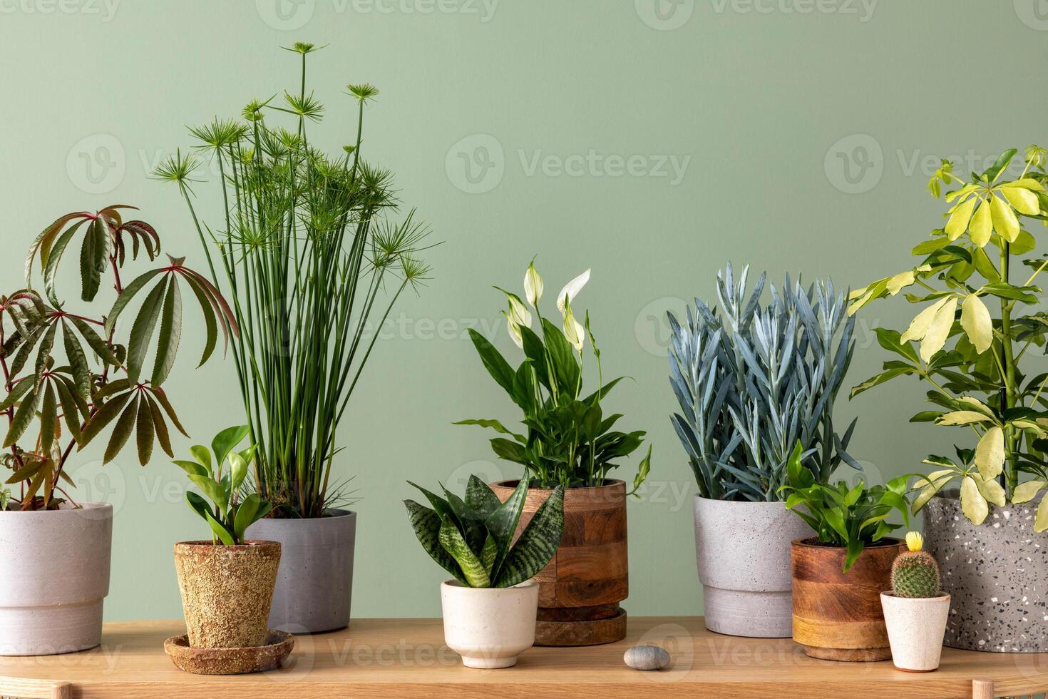Creative composition of botanic home interior design with lots of plants in classic designed pots and accessories on the wooden chest of drawers. Green wall. Nature and plants love concepts photo