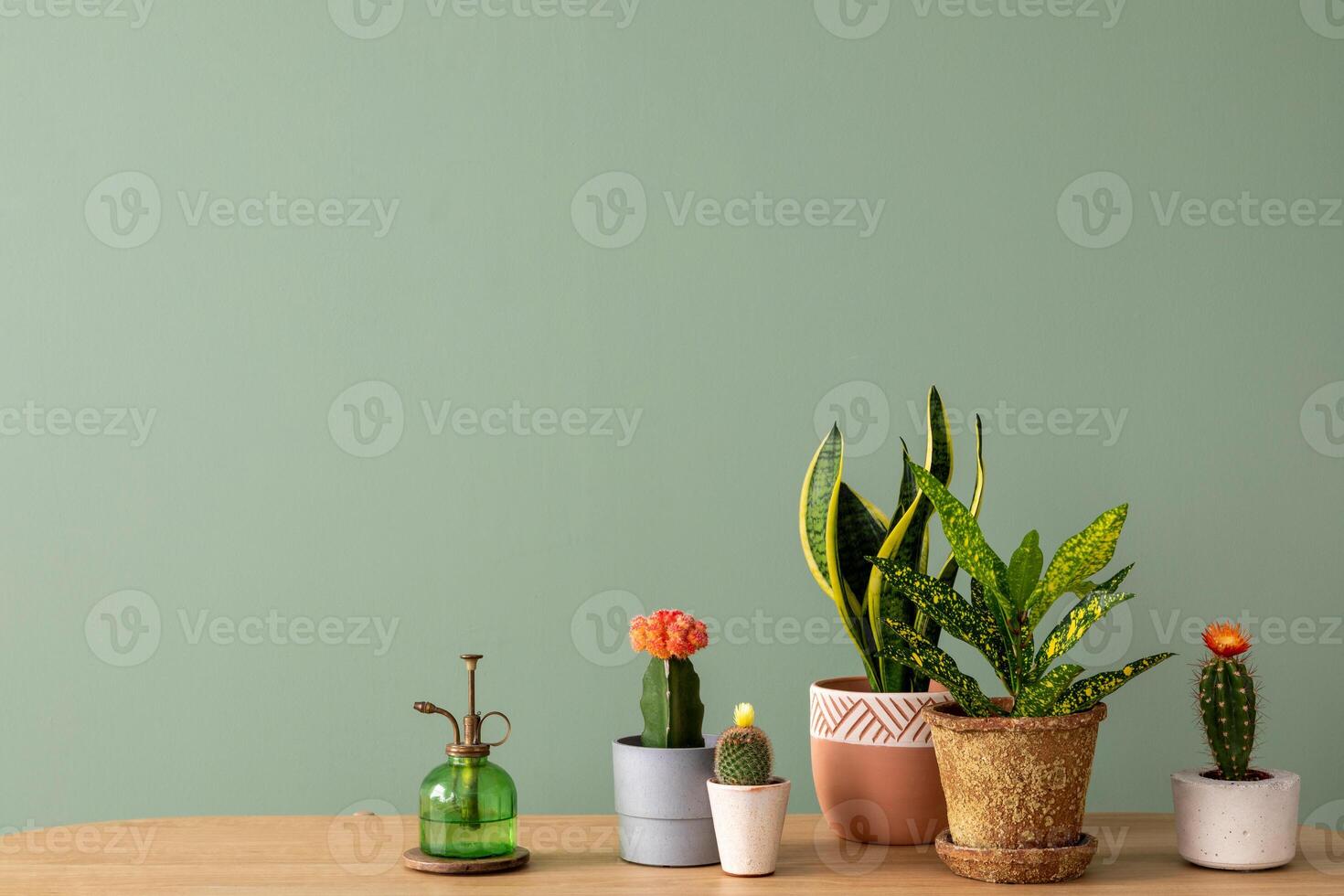 Creative composition of botanic home interior design with lots of plants in classic designed pots and accessories on the wooden chest of drawers. Green wall photo