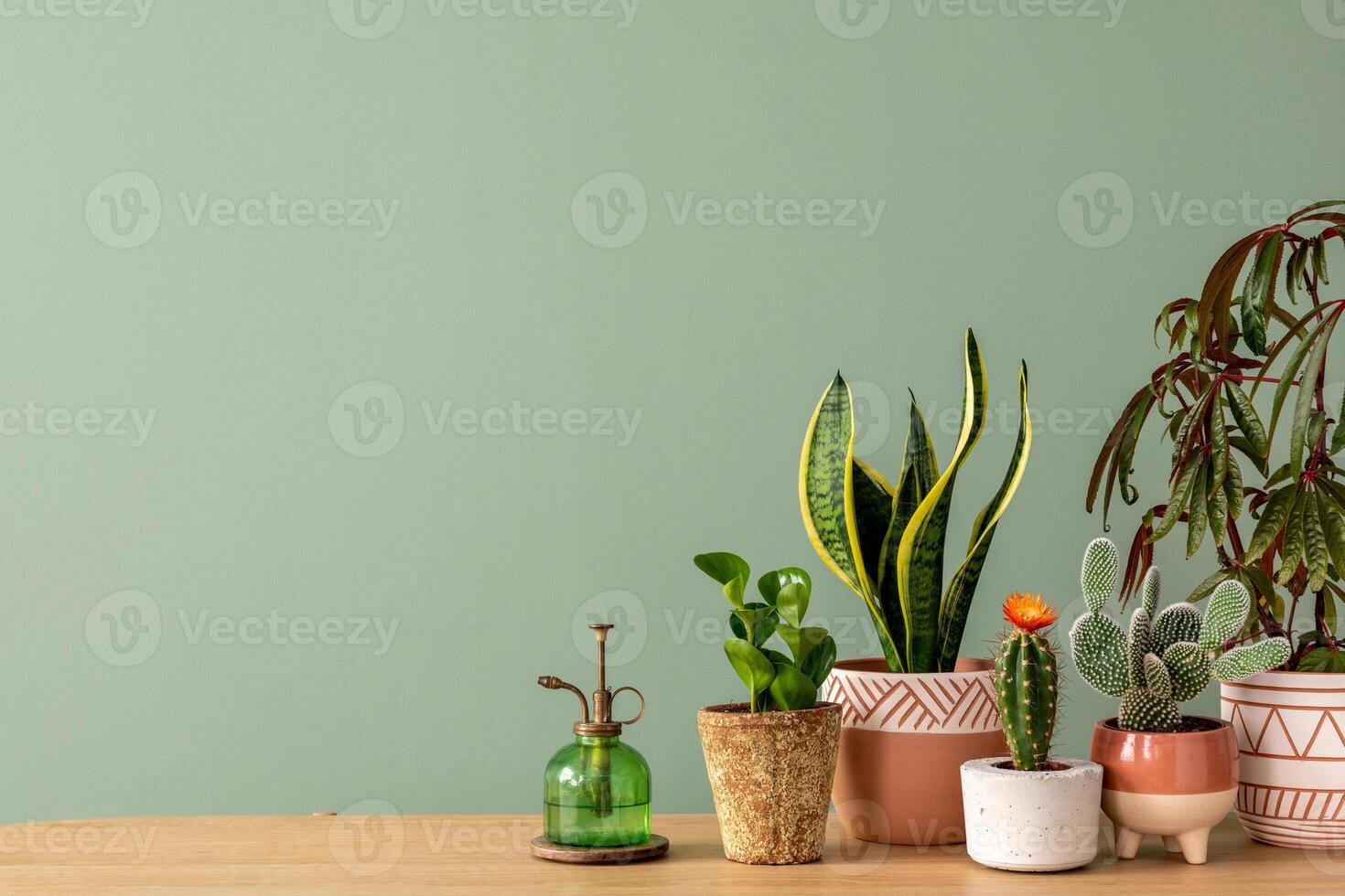 Stylish composition of home garden interior filled a lot of beautiful plants, cacti, succulents, air plant in different design pots. Template. Home gardening concept Home jungle. Copy space. photo