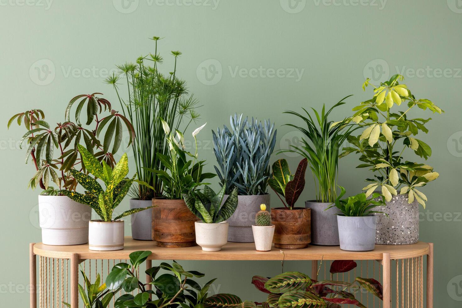 Creative composition of botanic home interior design with lots of plants in classic designed pots and accessories on the wooden chest of drawers. Green wall. Nature and plants love concepts photo