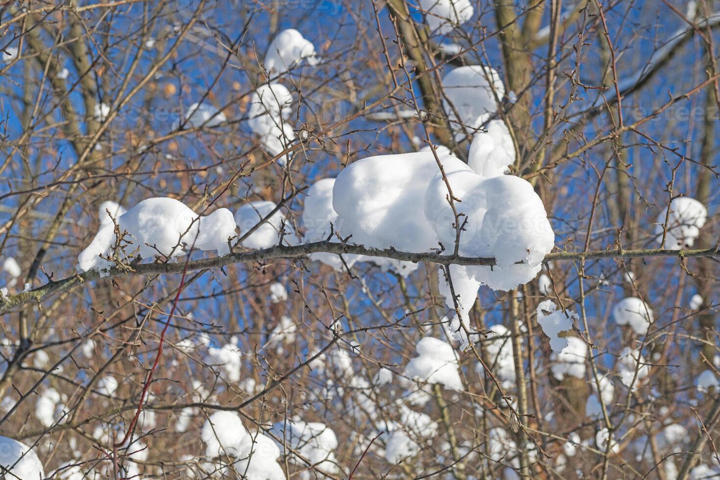 Snow Puffs Suspended in Tree Branches photo