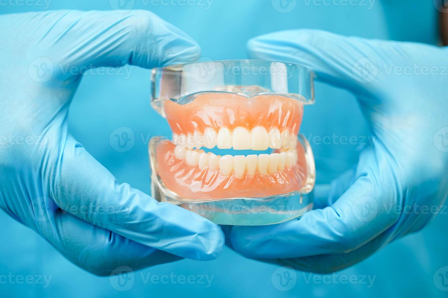 Asian dentist holding dental teeth model for learn about dentistry. photo
