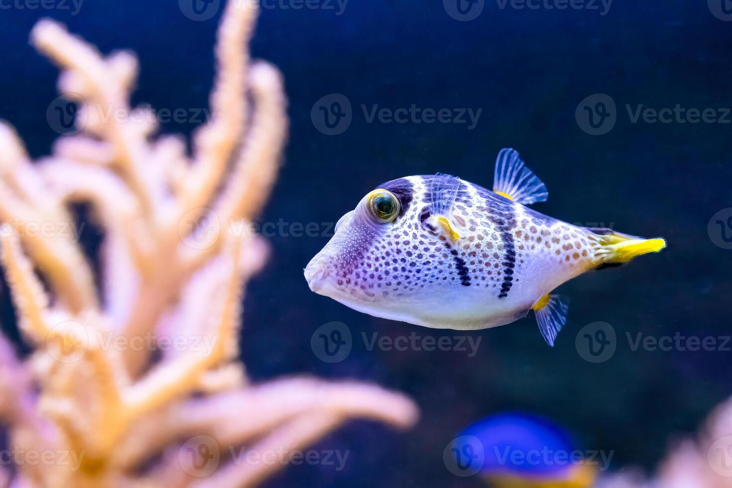Valentins sharpnose puffer, Canthigaster valentini, highly poisonous to eat photo