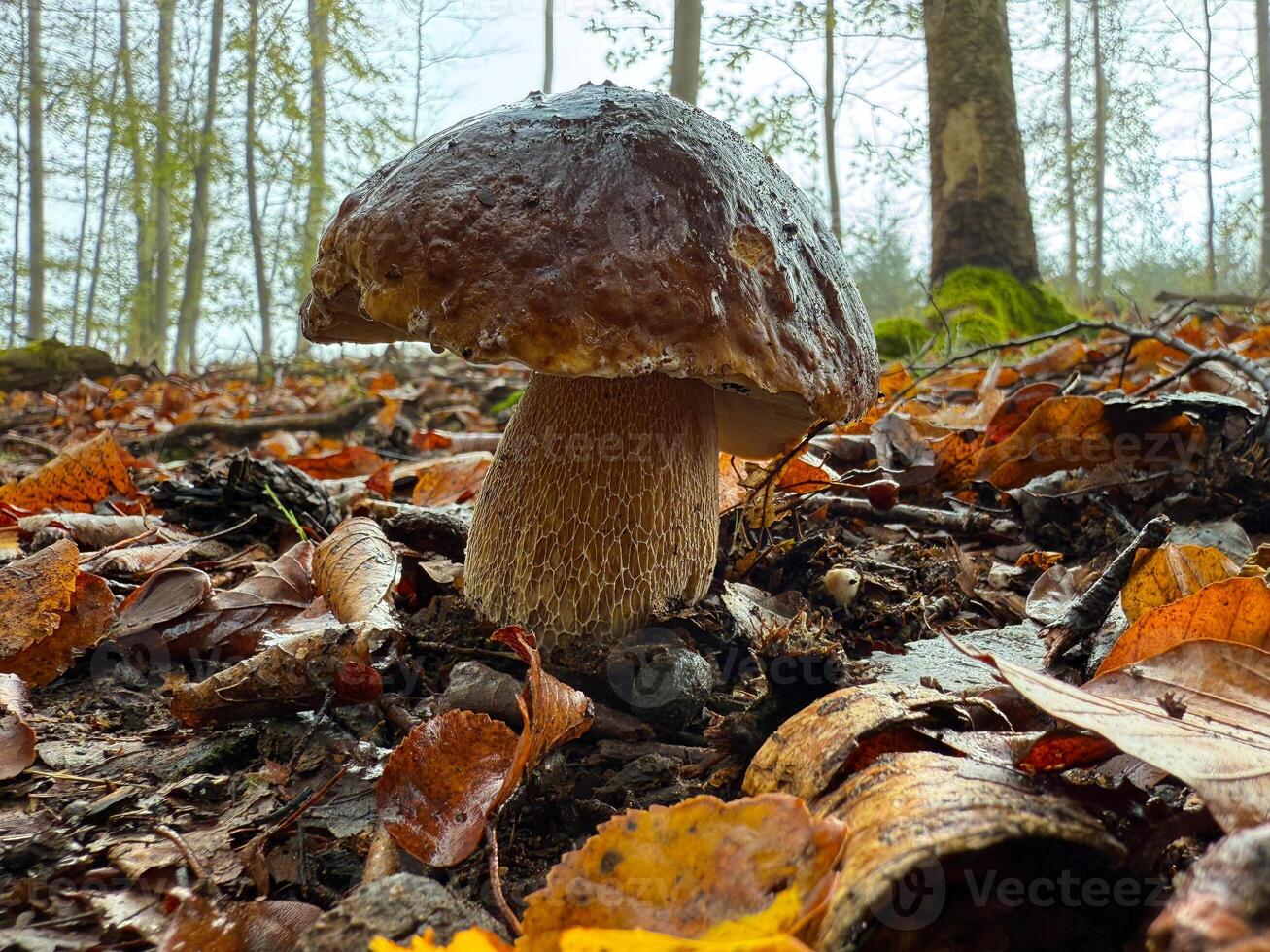 Boletus edulis - an edible fungus grows among the trees in the moss photo