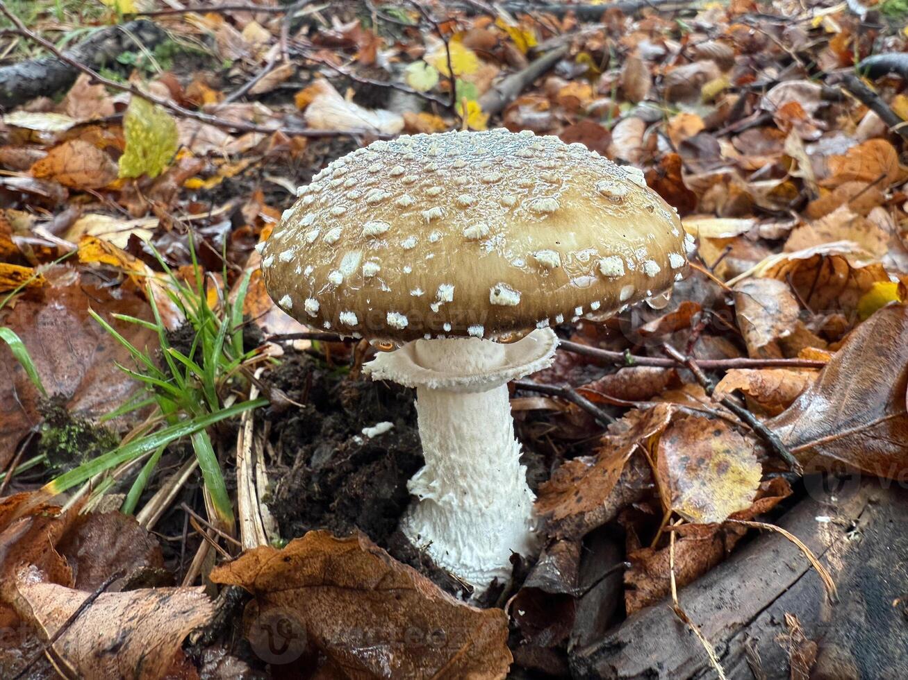 The panther cap, a deadly poisonous mushroom growing in the forest photo