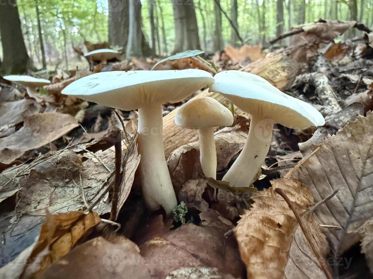 Tricholoma stiparophyllum, known as the chemical knight mushroom photo
