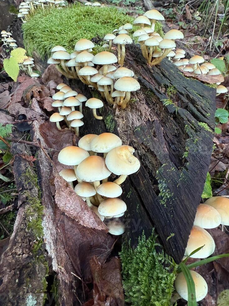 Sulphur tuft, Hypholoma fasciculare, or clustered woodlover on a dead tree photo
