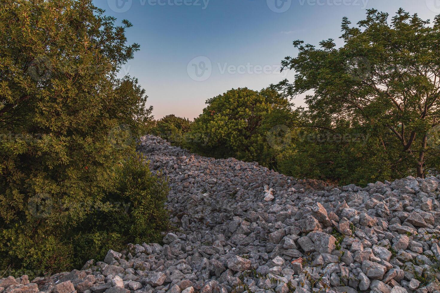 Centuries-old olive groves on the island of Krk on the way to Punat photo